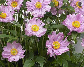 anemone-fantasy-pocahontas-japanese-anemone-japanese-thimbleflower-japanese-windflower