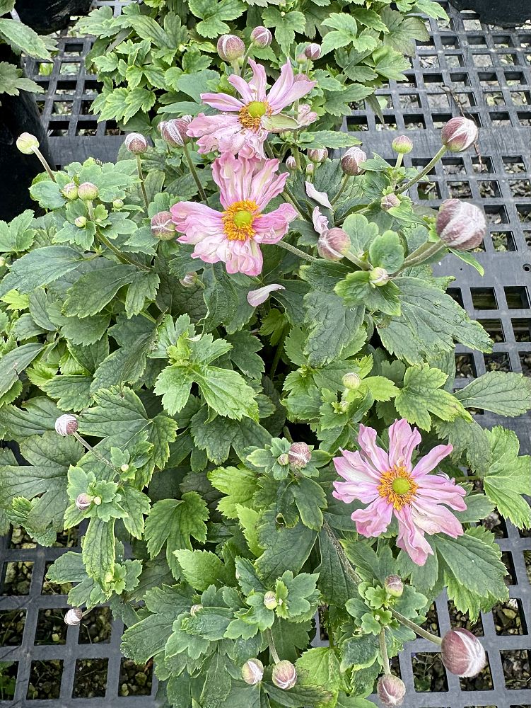 anemone-fantasy-pocahontas-japanese-anemone-japanese-thimbleflower-japanese-windflower