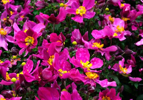 anemone-fantasy-red-riding-hood-japanese-anemone-japanese-thimbleflower-japanese-windflower