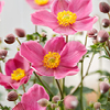 anemone-hupehensis-fantasy-jasmine-japanese-anemone-japanese-thimbleflower-japanese-windflower
