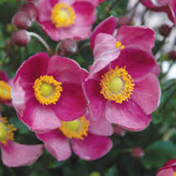 anemone-hupehensis-japonica-pretty-lady-diana-japanese-anemone