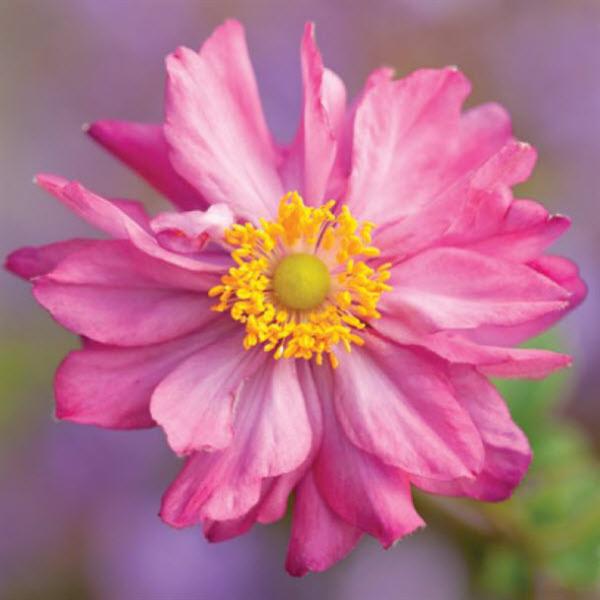 anemone-hupehensis-japonica-pretty-lady-julia-japanese-anemone