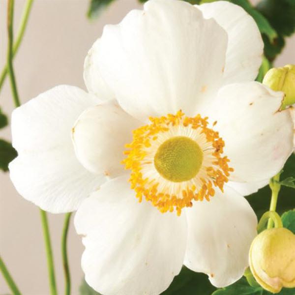 anemone-hupehensis-japonica-pretty-lady-maria-japanese-anemone