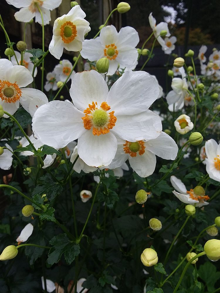anemone-hupehensis-japonica-pretty-lady-maria-japanese-anemone