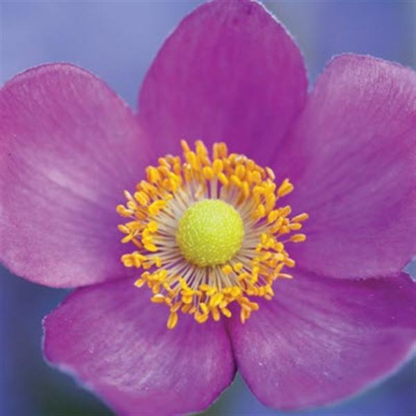 anemone-hupehensis-japonica-pretty-lady-susan-japanese-anemone