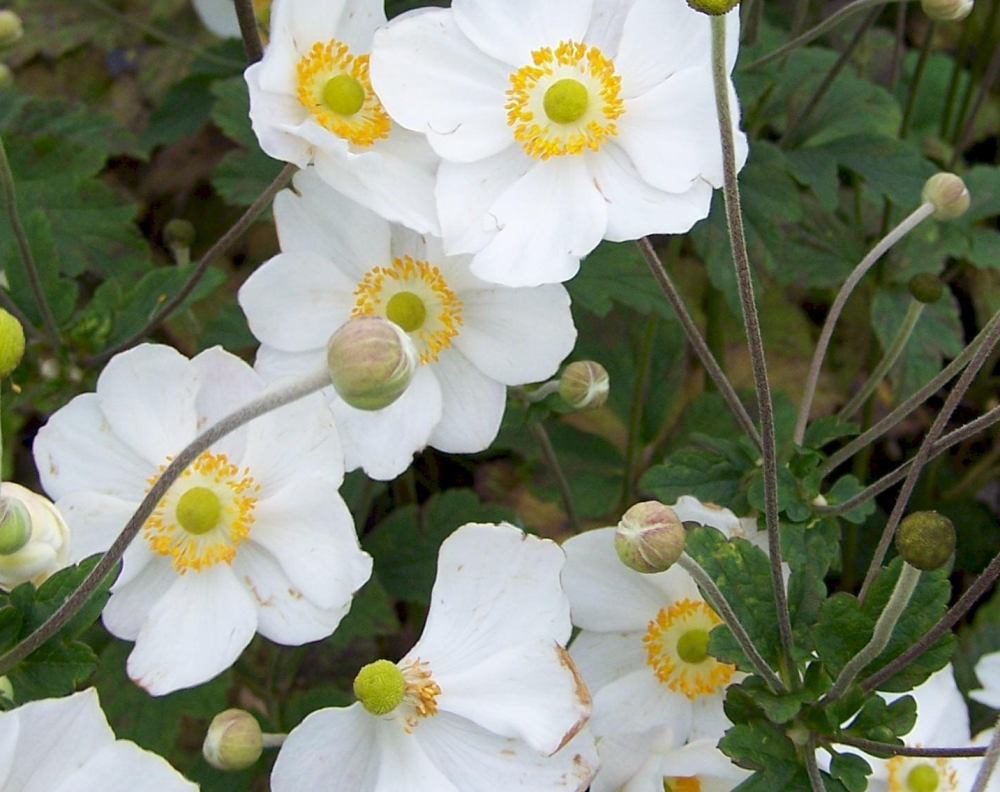 anemone-hybrida-honorine-jobert-hybrid-anemone