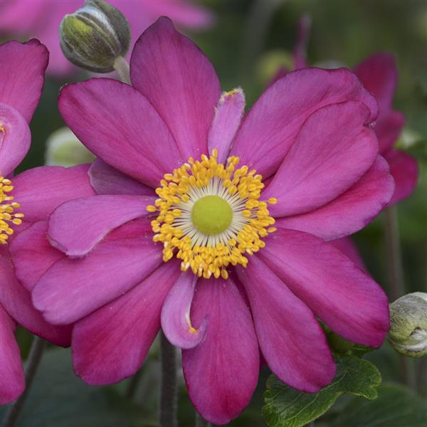 anemone-pamina-japanese-anemone-japanese-thimbleflower-japanese-windflower