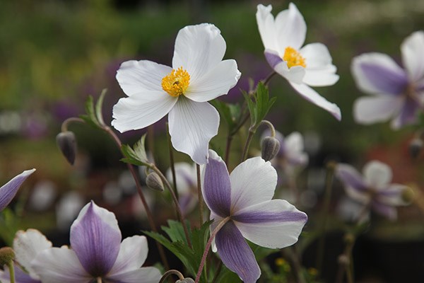 anemone-wild-swan-japanese-anemone-japanese-thimbleflower-japanese-windflower