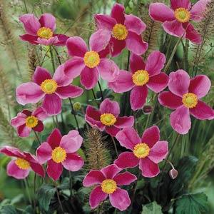 anemone-x-hybrida-september-charm-hybrid-anemone