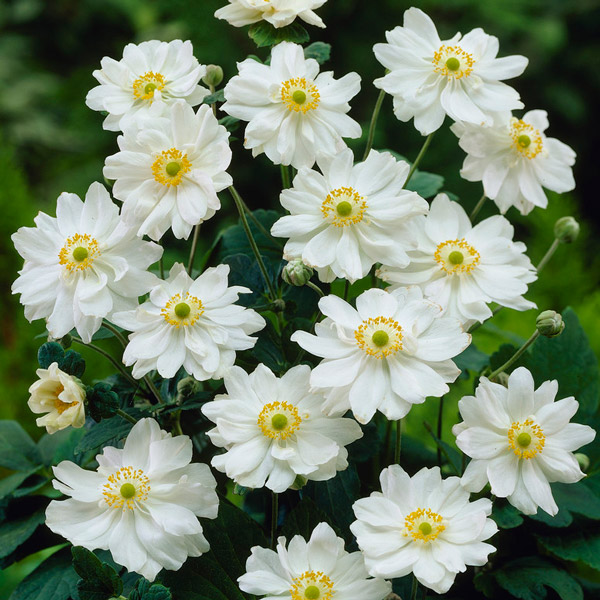 anemone-x-hybrida-snow-angel-hybrid-anemone