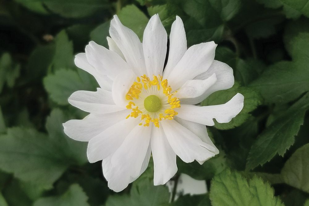 anemone-x-hybrida-snow-angel-hybrid-anemone