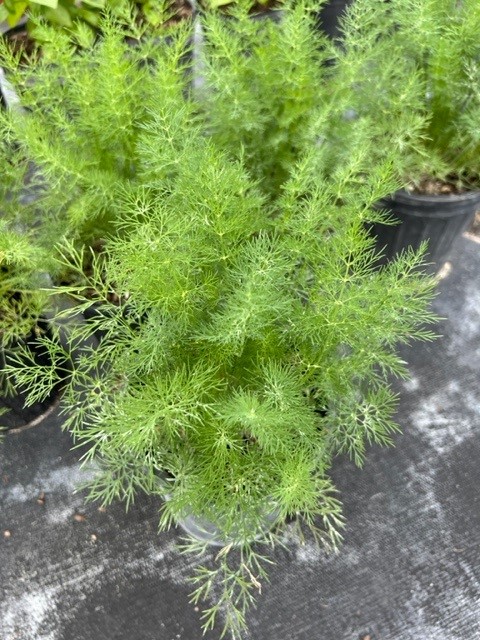 anethum-graveolens-dill
