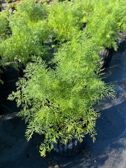 anethum-graveolens-dill