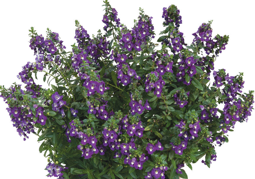 angelonia-angustifolia-alonia-big-indigo-summer-snapdragon