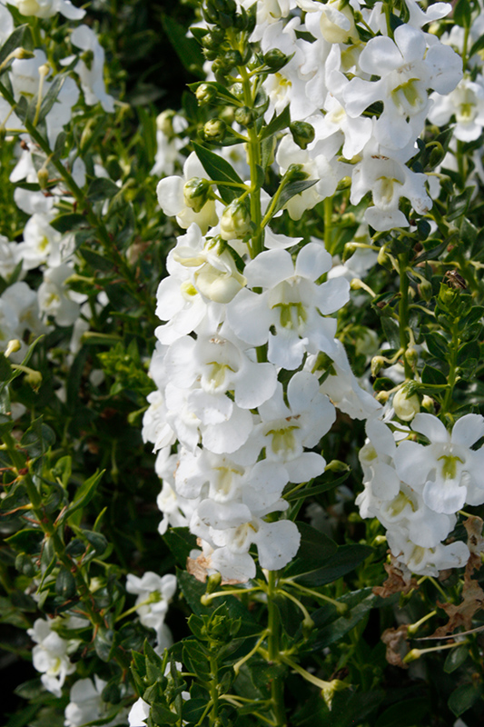 angelonia-angustifolia-alonia-big-snow-summer-snapdragon