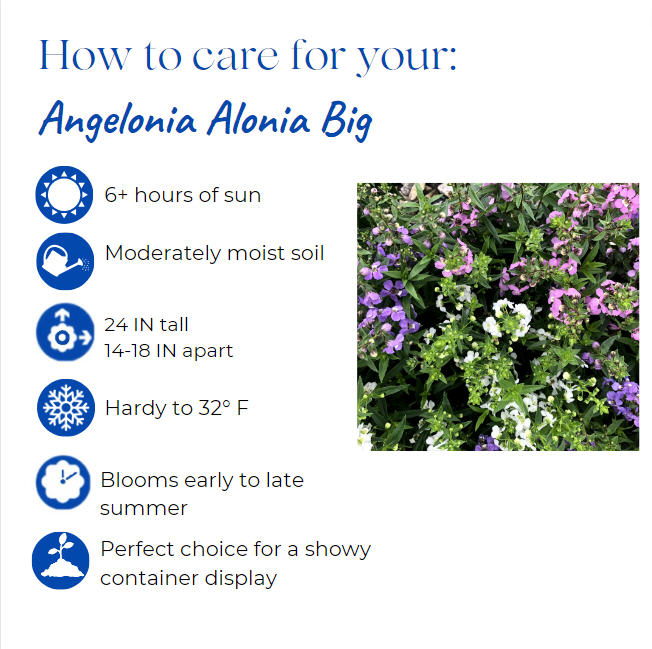 angelonia-angustifolia-alonia-big-snow-summer-snapdragon