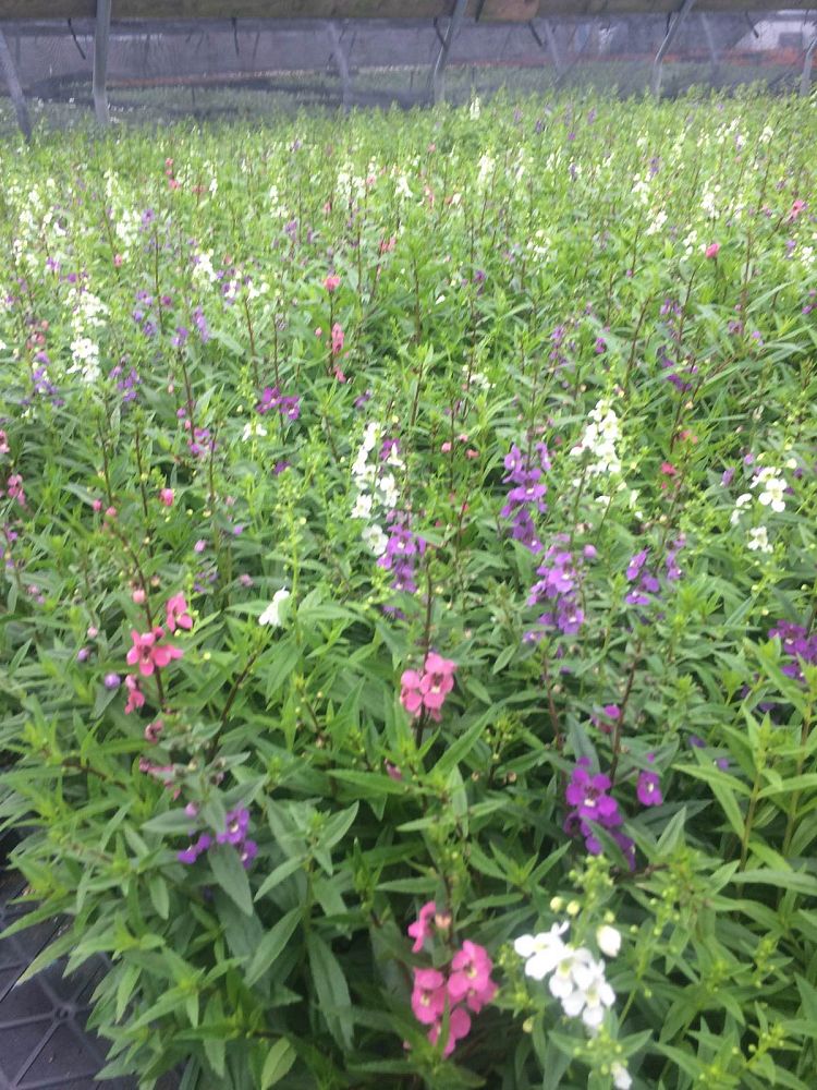 angelonia-angustifolia-serena-mix-summer-snapdragon