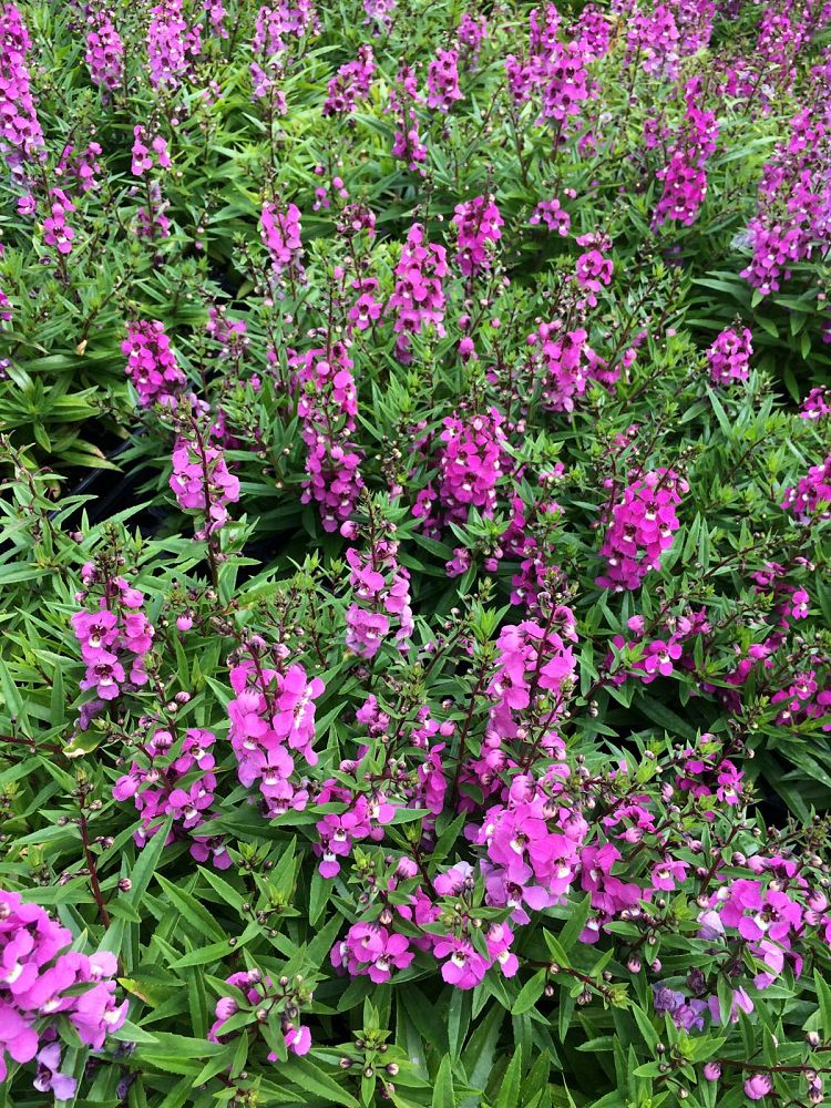 angelonia-angustifolia-serena-purple-summer-snapdragon