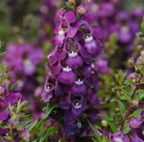 angelonia-angustifolia-serenita-purple-summer-snapdragon