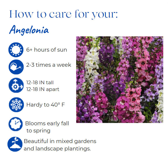 angelonia-angustifolia-serenita-purple-summer-snapdragon