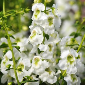 angelonia-angustifolia-serenita-white-summer-snapdragon