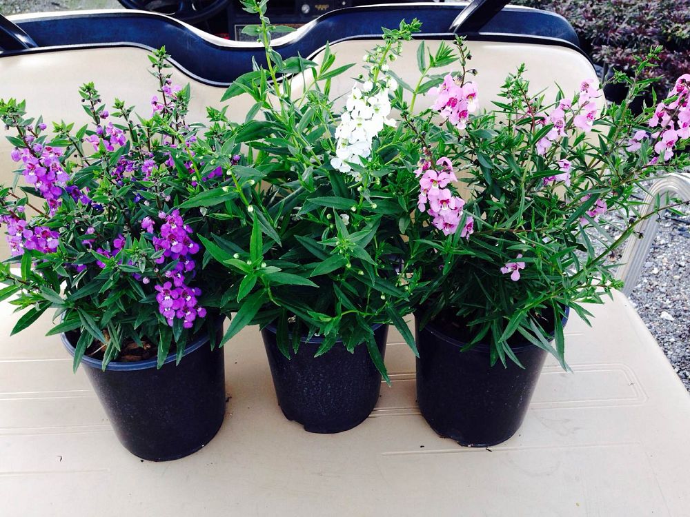 angelonia-summer-snapdragon