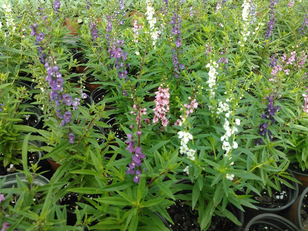 angelonia-summer-snapdragon