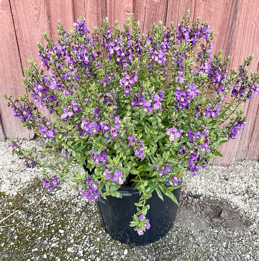 angelonia-summer-snapdragon