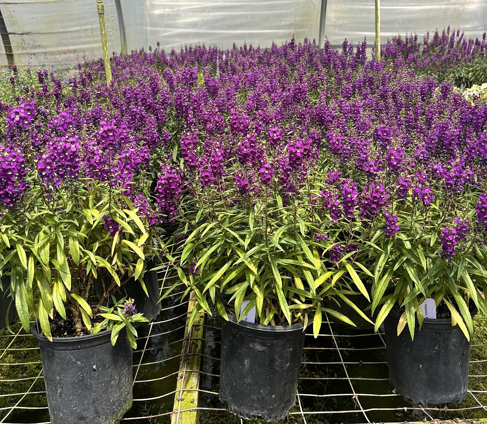 angelonia-summer-snapdragon