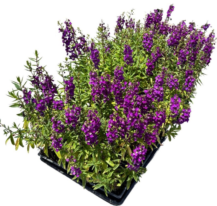 angelonia-summer-snapdragon