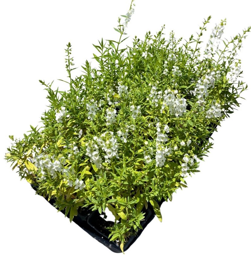angelonia-summer-snapdragon