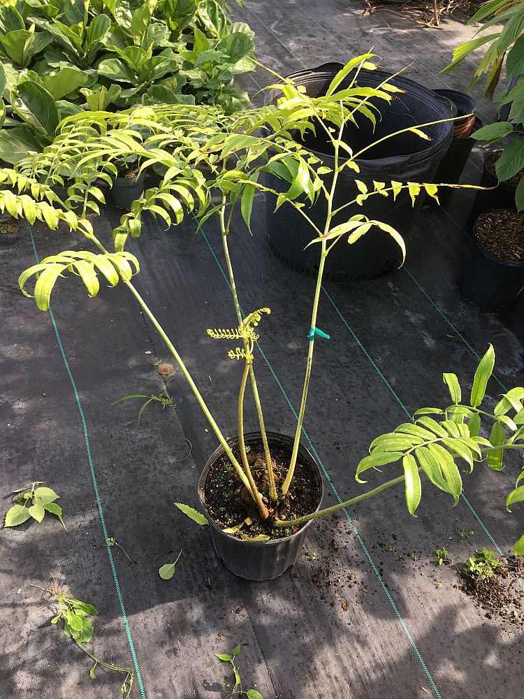 angiopteris-evecta-giant-tree-fern