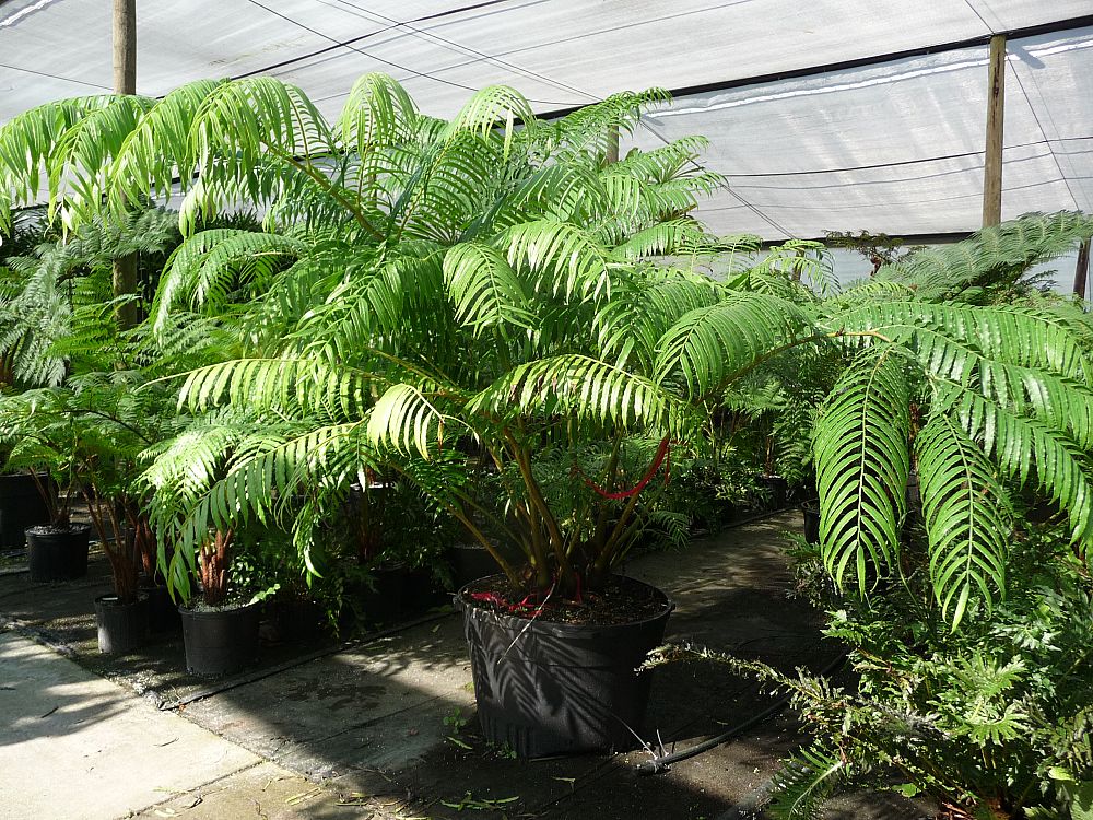 angiopteris-evecta-giant-tree-fern