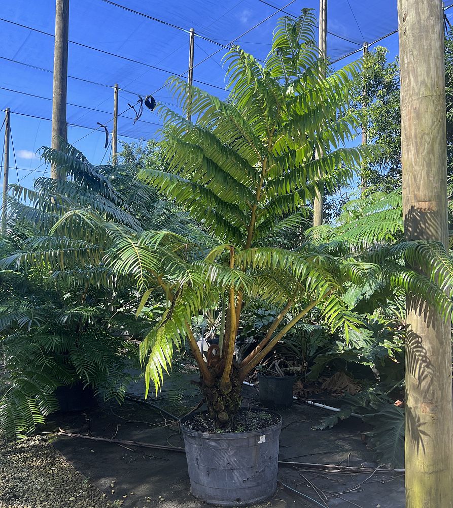 angiopteris-evecta-giant-tree-fern