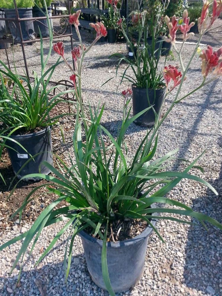 anigozanthos-big-red-kangaroo-paw-cat-s-paw