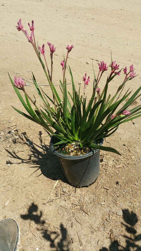 anigozanthos-bush-diamond-cat-s-paw-kangaroo-paw