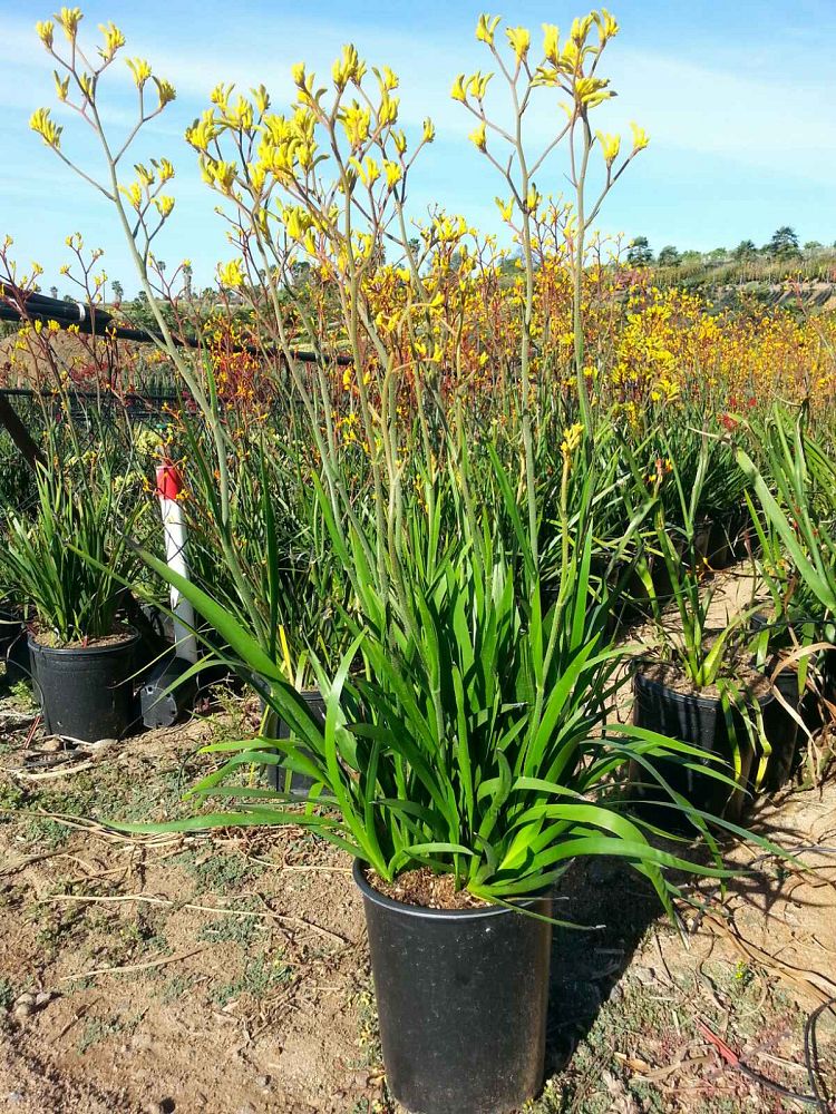 anigozanthos-tequila-sunrise-kangaroo-paw-cat-s-paw