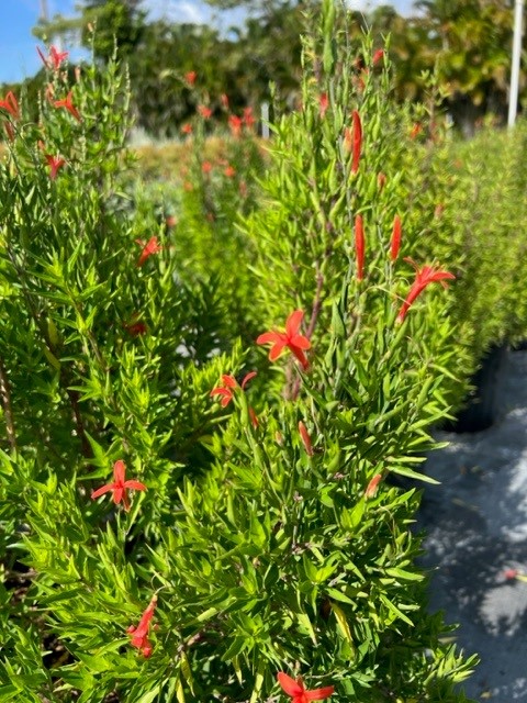 anisacanthus-quadrifidus-hummingbird-bush-texas-firecracker-plant-flame-acanthus
