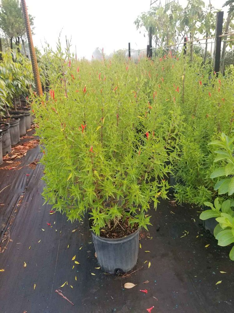 anisacanthus-quadrifidus-var-wrightii-hummingbird-plant-flame-acanthus