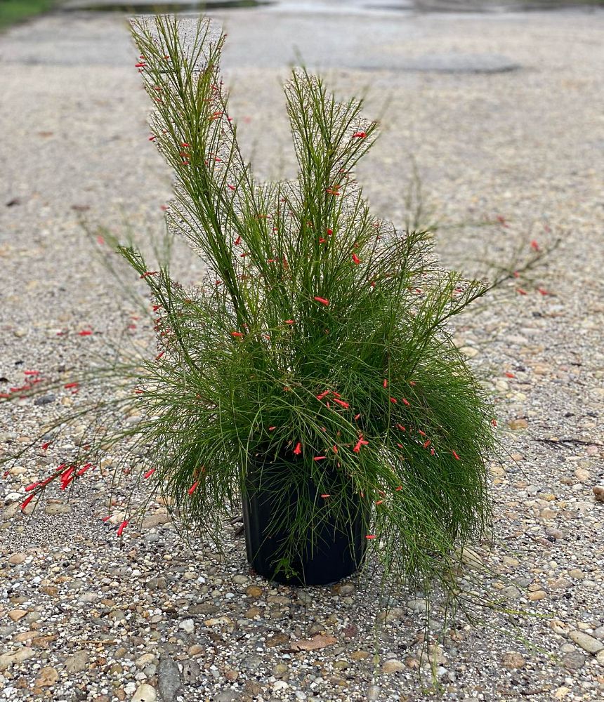 anisacanthus-rubra-firecracker-bush