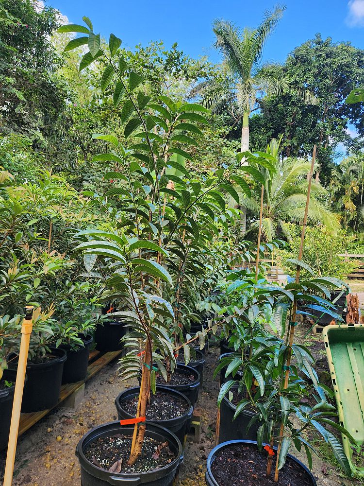 annona-cherimola-san-pablo-custard-apple
