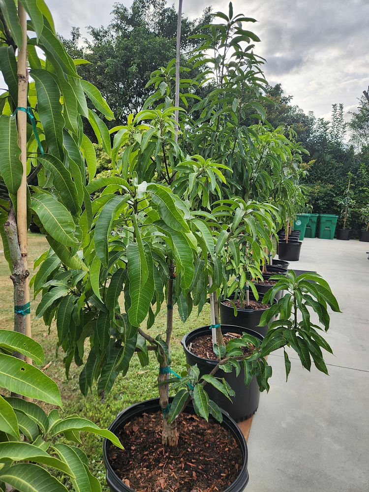 annona-cherimola-san-pablo-custard-apple