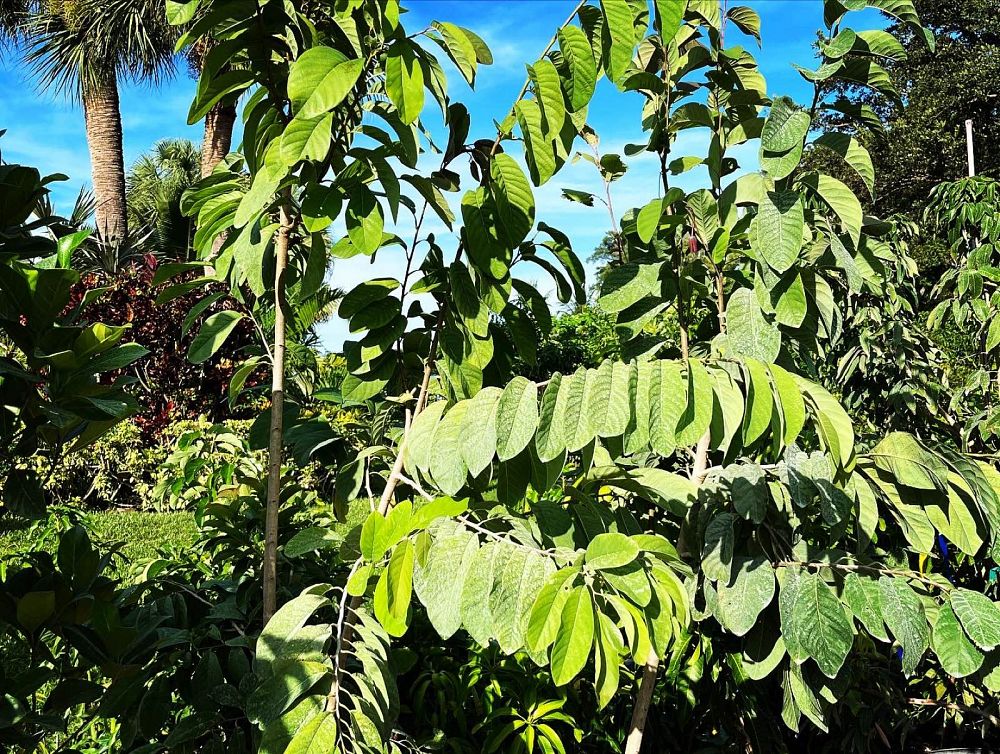 annona-diversifolia-annona-blanca-ilama