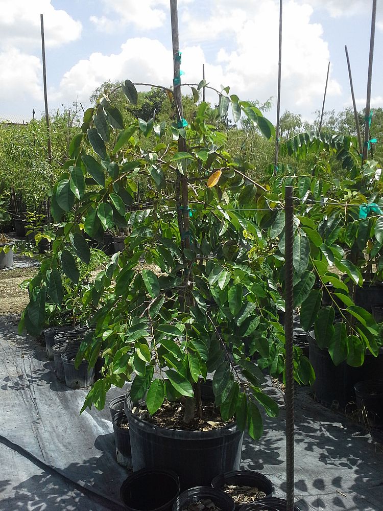 annona-glabra-pond-apple