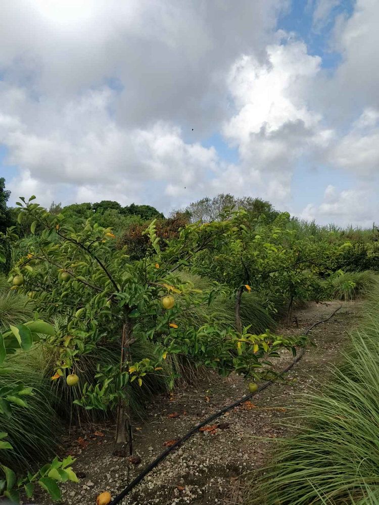 annona-glabra-pond-apple
