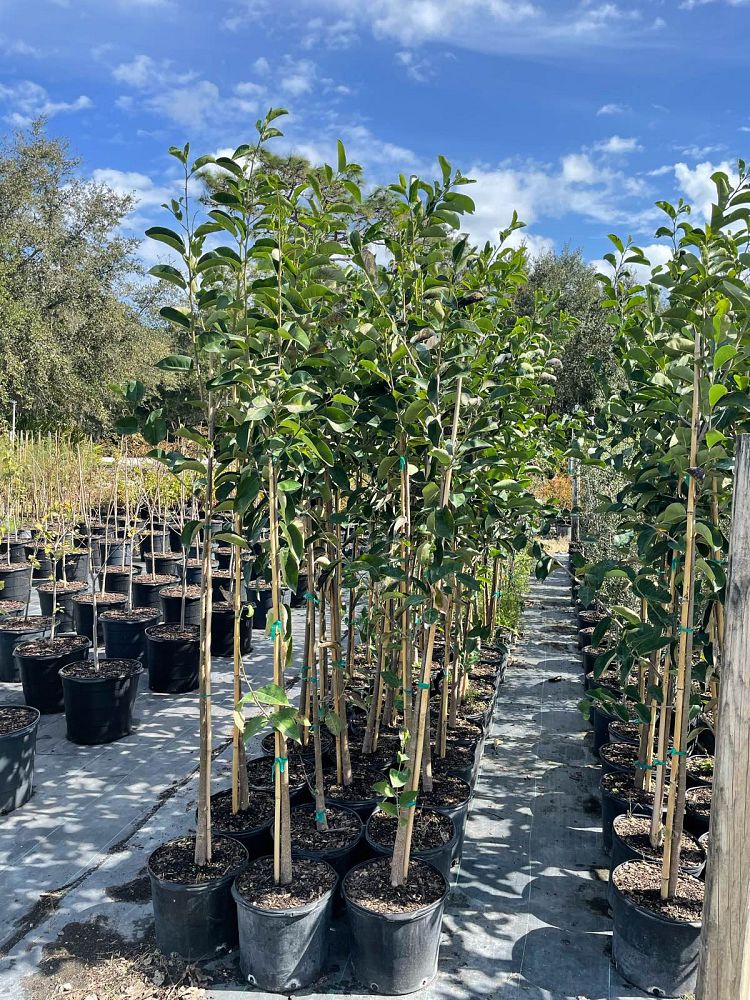 annona-glabra-pond-apple