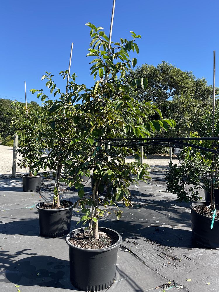 annona-glabra-pond-apple