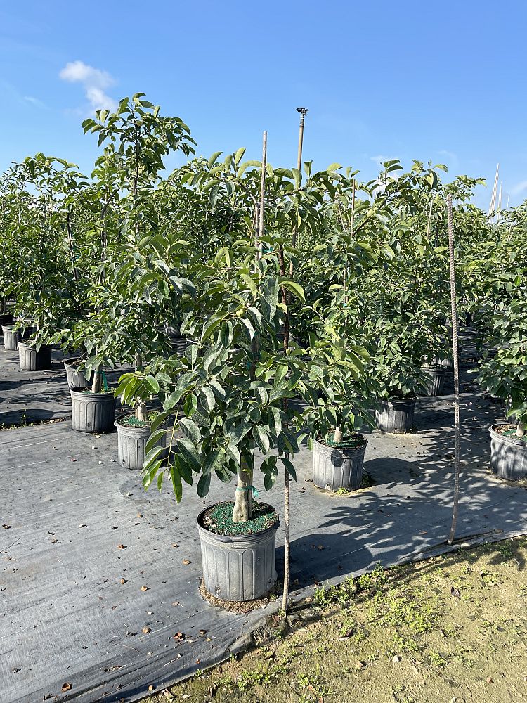 annona-glabra-pond-apple