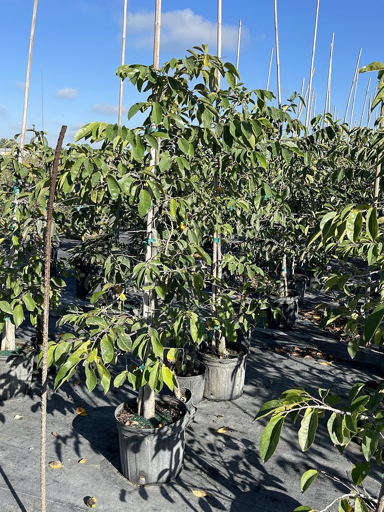annona-glabra-pond-apple