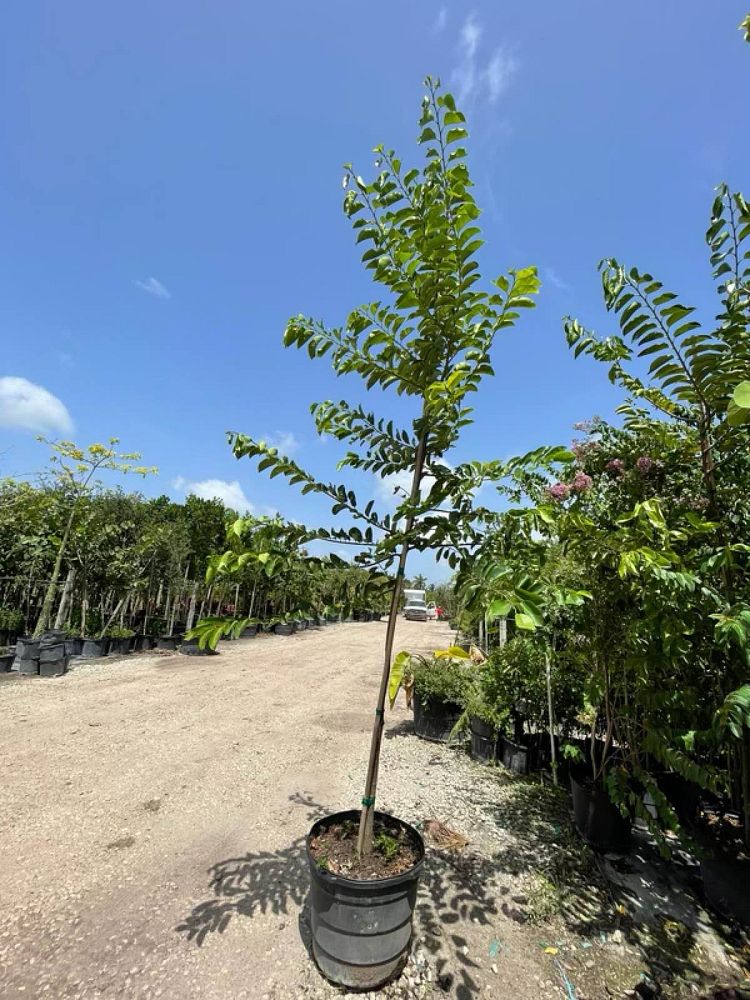 annona-glabra-pond-apple
